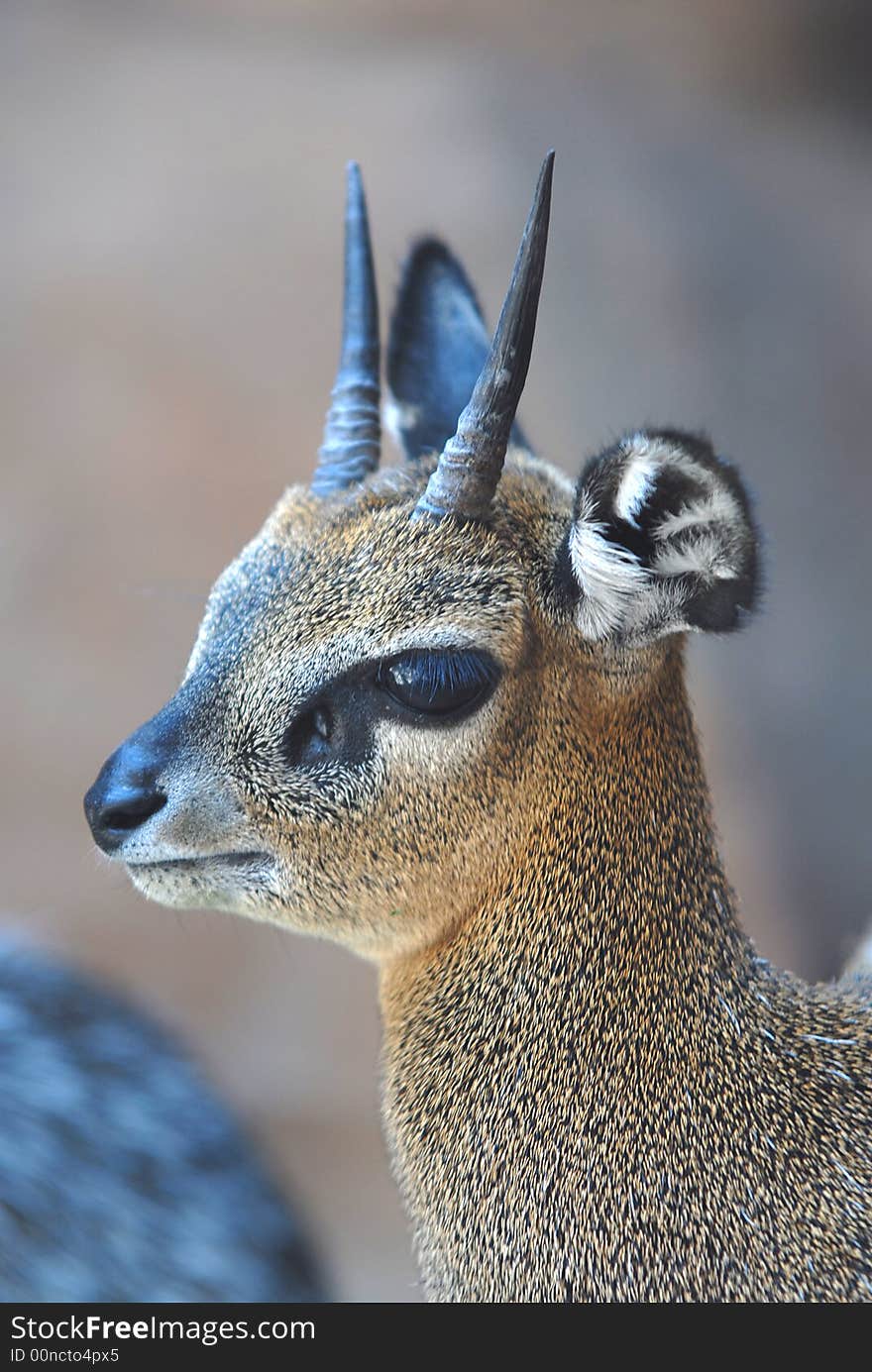 Kirks Dik Dik