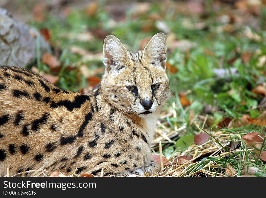 Serval