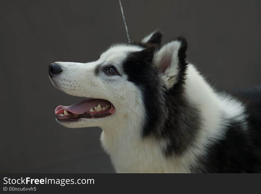 Picture of a piebald husky head over gray background. Picture of a piebald husky head over gray background