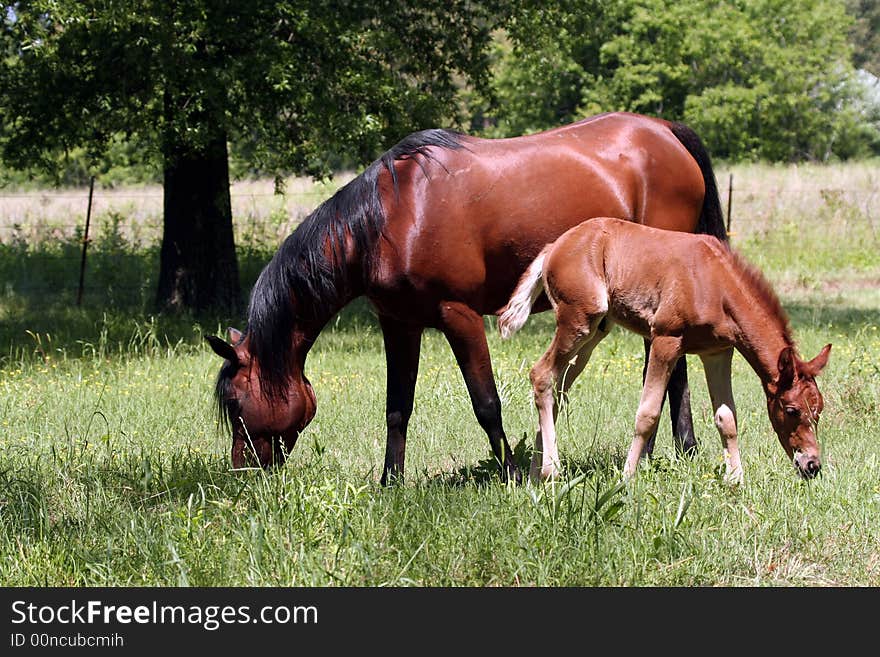 Mare and foal grazing in pasture