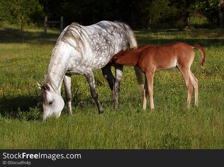 Mare and foal grazing in pasture