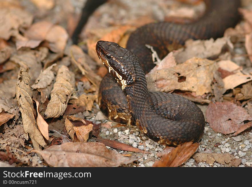 This western cottonmouth was photographed in late fall in the leaf litter.