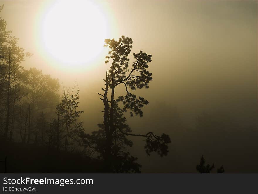 Pine in mist