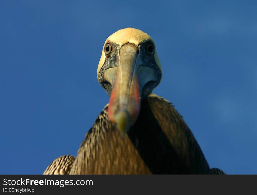 Brown Pelican