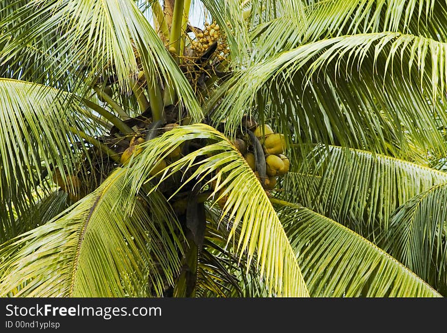 Detail of a coconut palm tree. Detail of a coconut palm tree