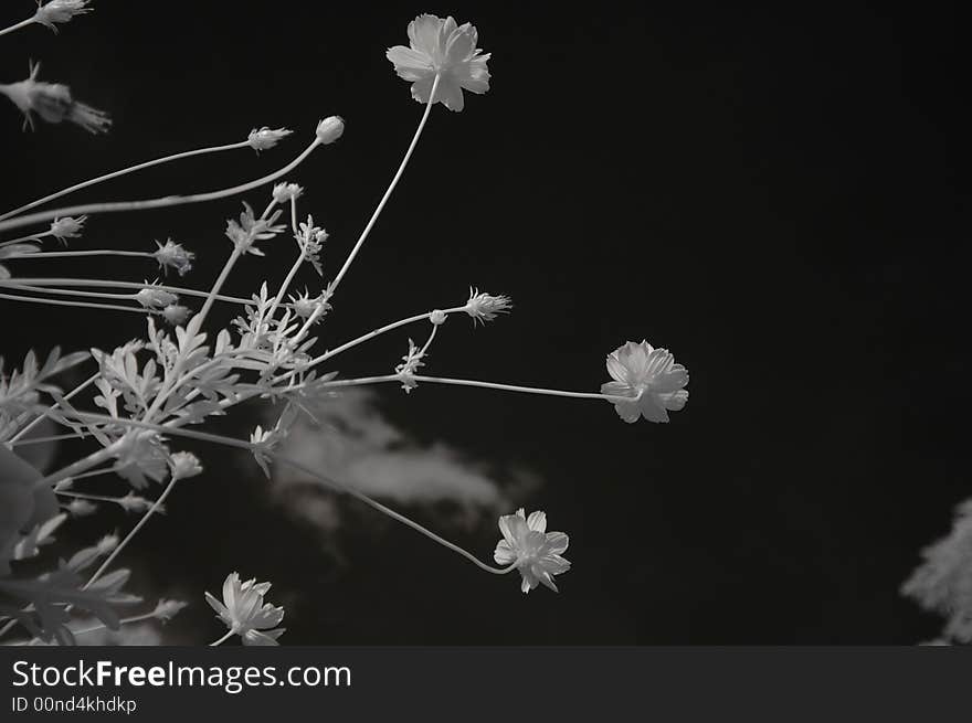 Infrared photo – tree, skies and cosmos flower