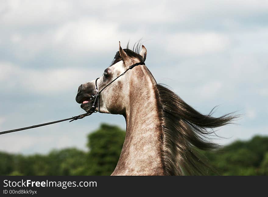 Arabian Horse And Wind