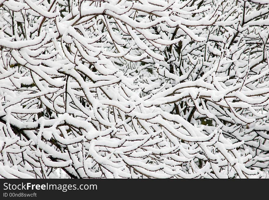 Cover of first snow on a branch. Cover of first snow on a branch