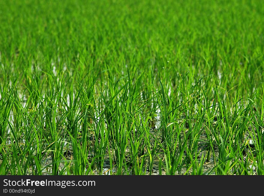 Rice Paddies Or Fields