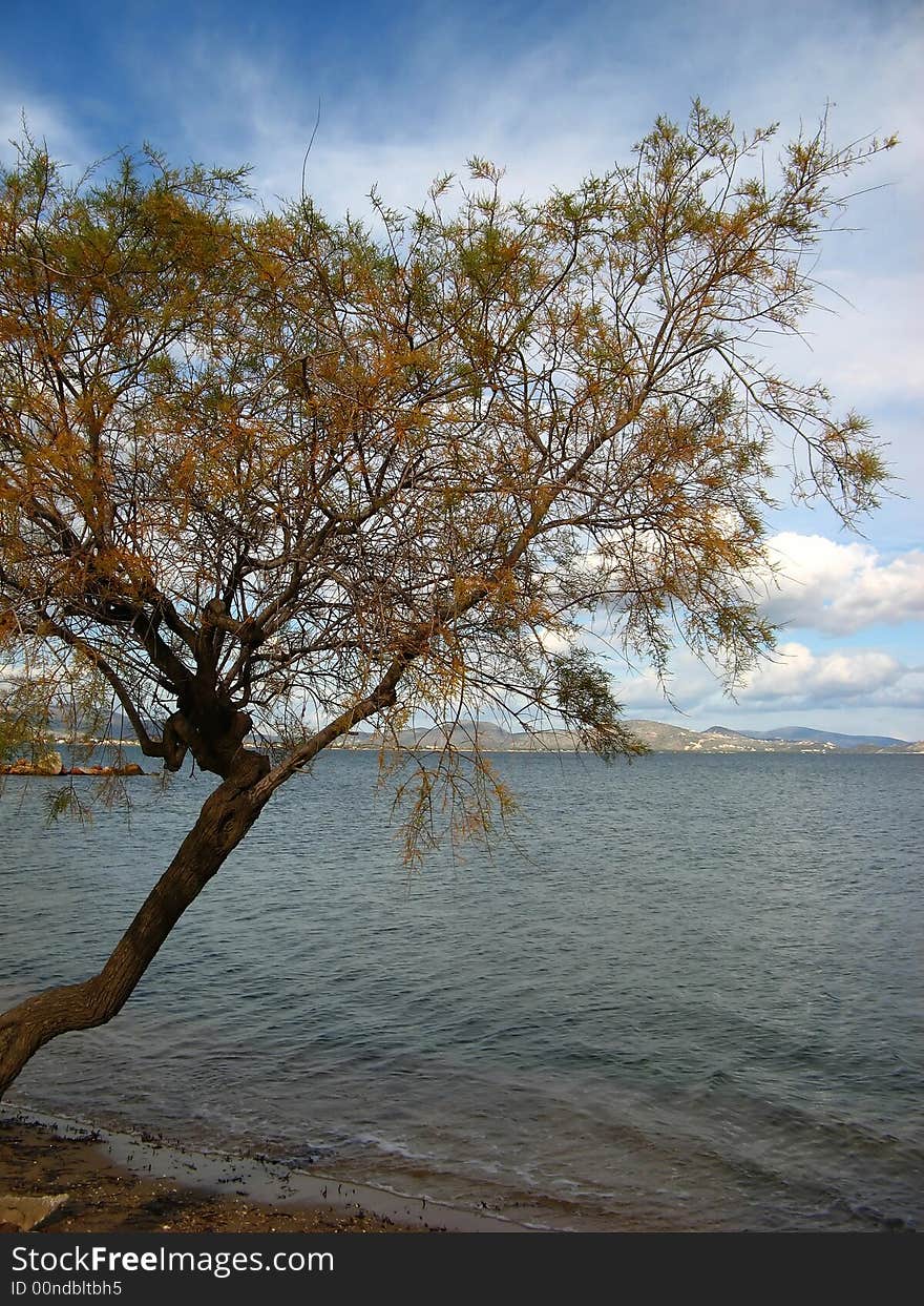 An only tree by the beach under a cloudy sky