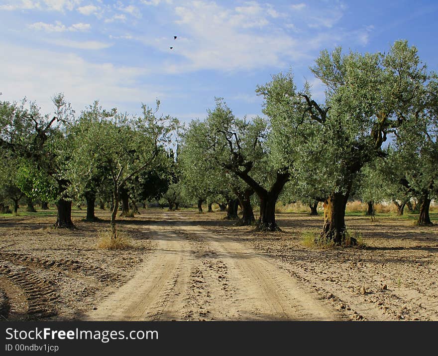 Landspace With Olives