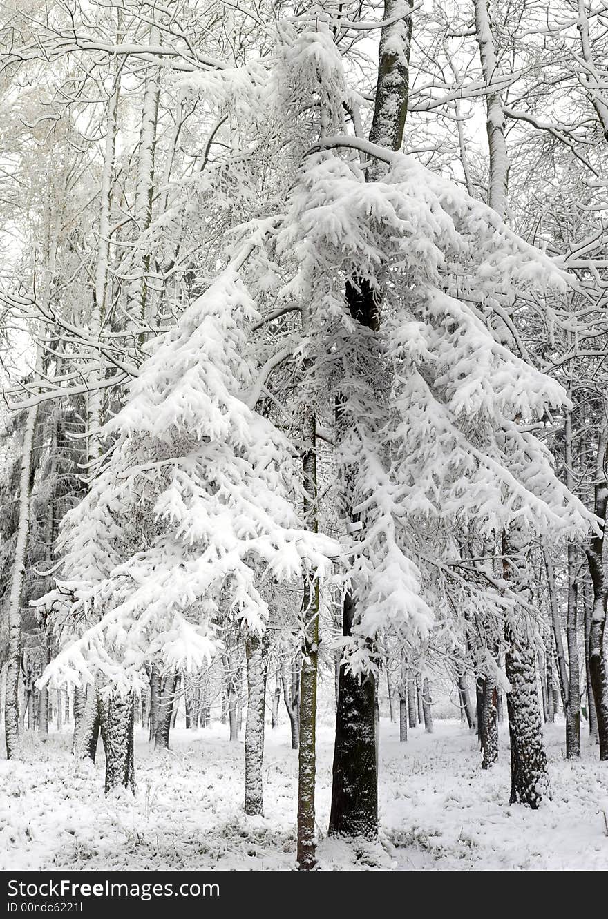 An image of christmas tree in a park. An image of christmas tree in a park