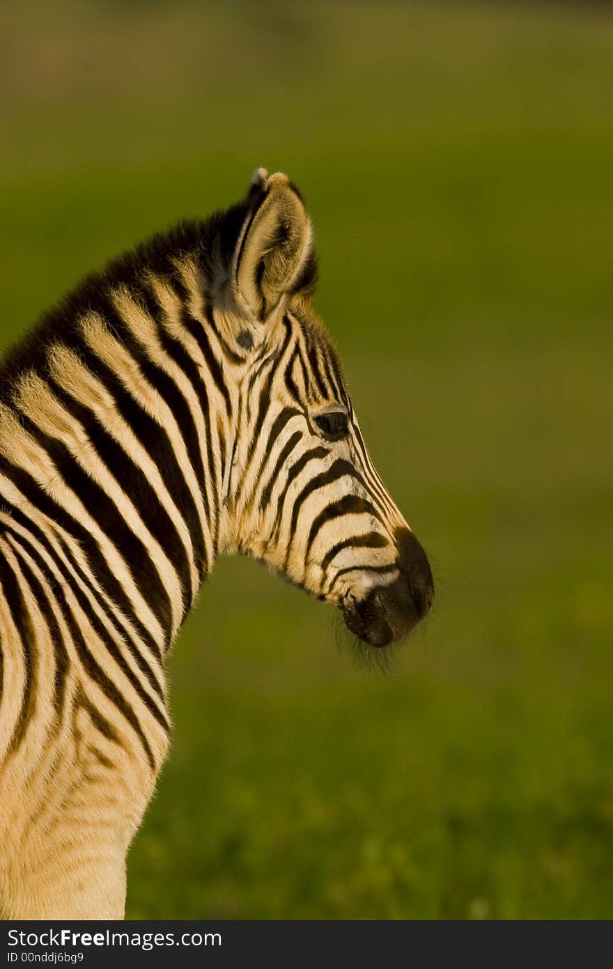 Zebra Foal