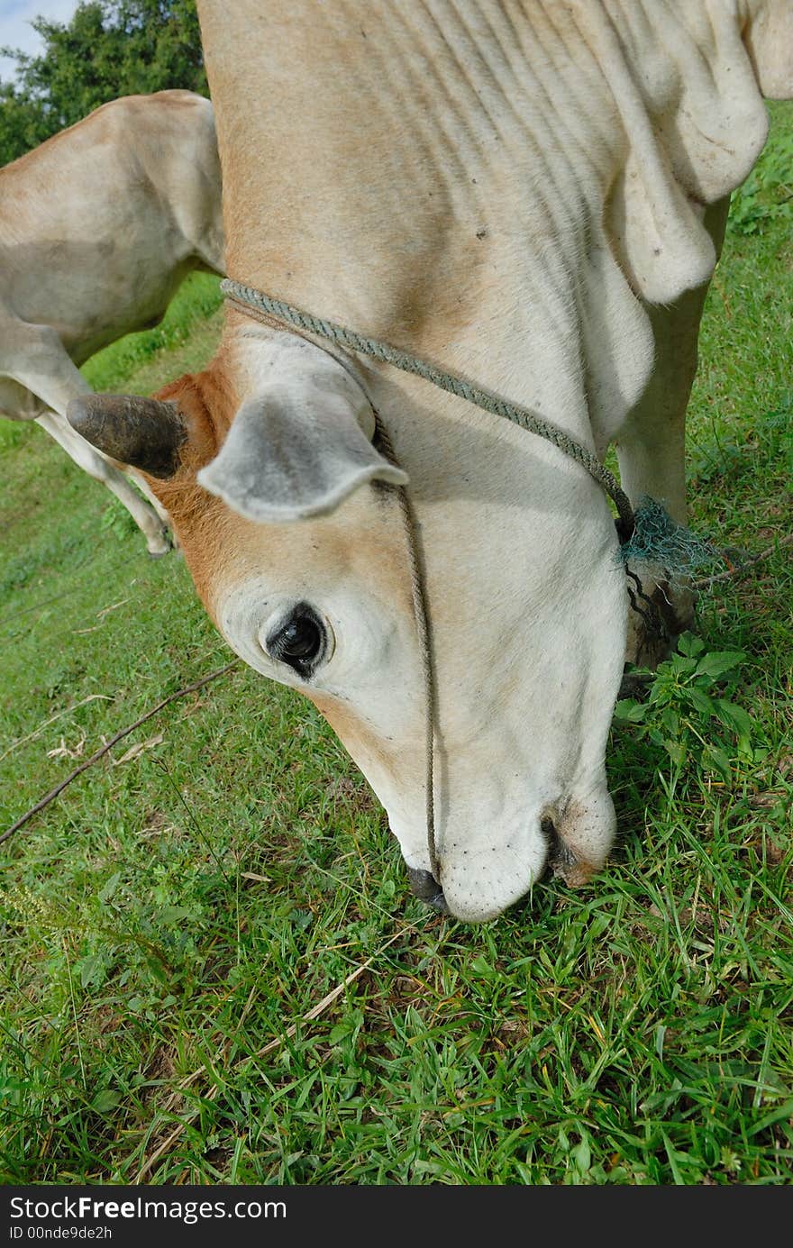 Portrait Of A Cow In Closeup