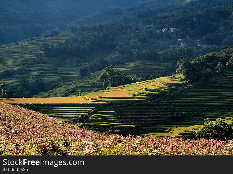 Flower field and terrace field under sunshine