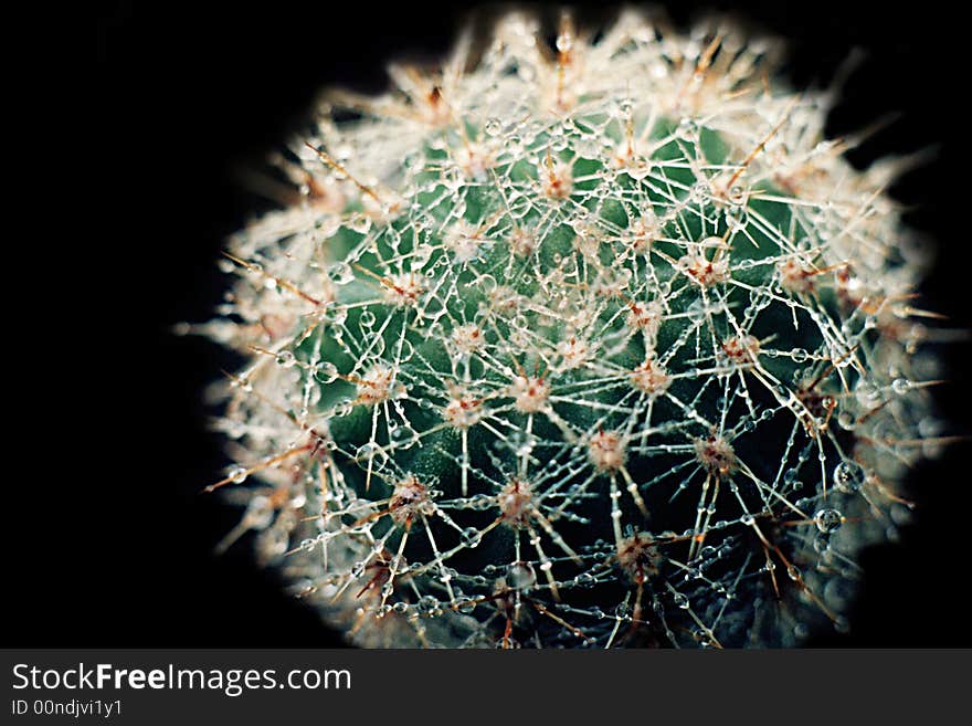 Green exotic prickly flower a cactus