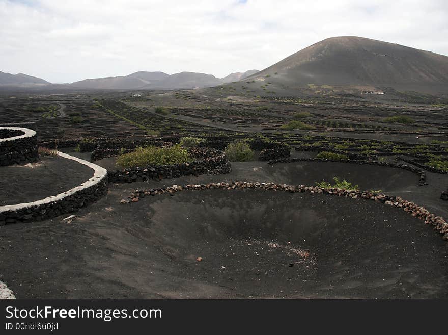 A vineyard in the wine region of lanzarote. A vineyard in the wine region of lanzarote