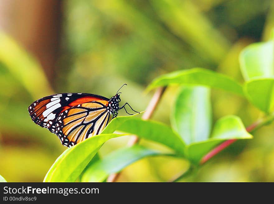 A colorful butterfly stop on a leaf, looks like a queen. And it make you feel peaceful. A colorful butterfly stop on a leaf, looks like a queen. And it make you feel peaceful.