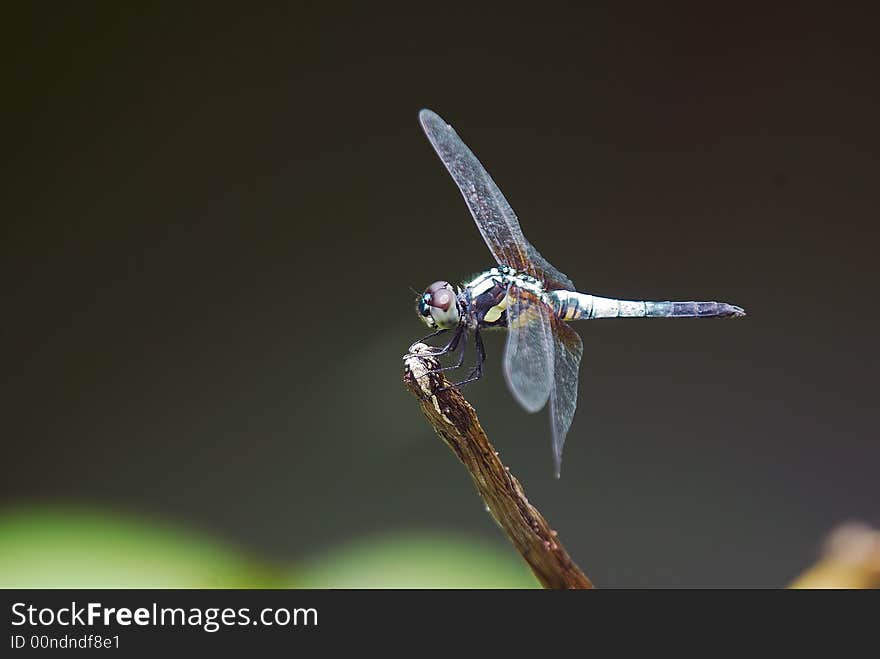 Black and white dragonfly with black background