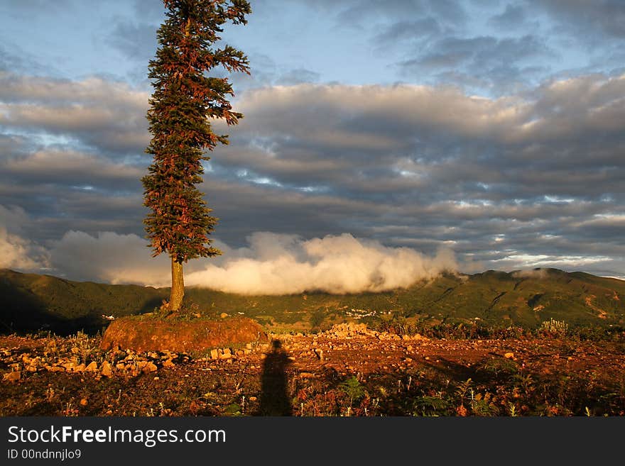 A tree bathing moring sunshine with the sadow of the photographer