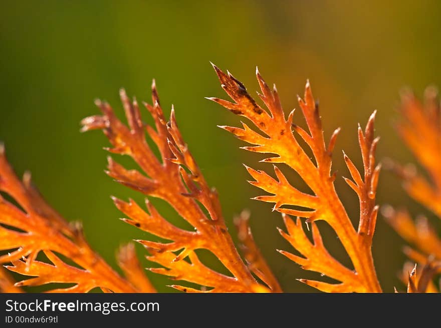 Autumn orange leaves with small depth of field