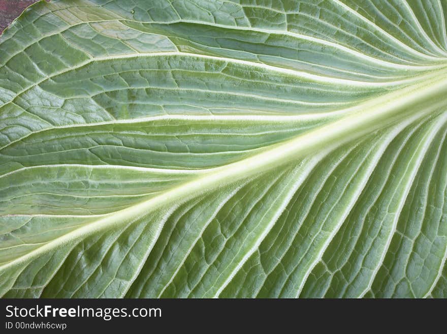 Green spring leaf graphic details