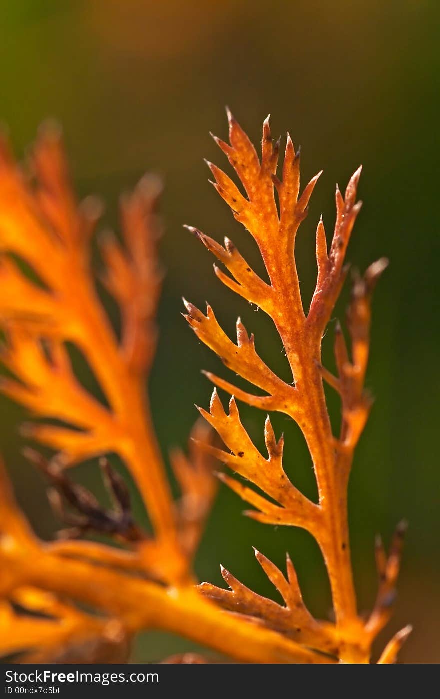 Autumn orange leaves with small depth of field