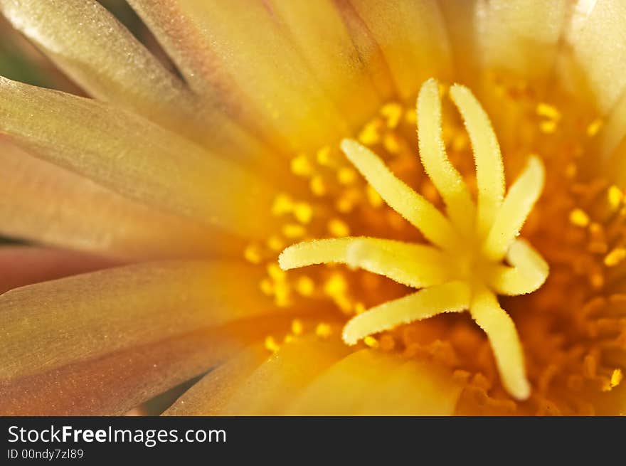 Closeup of a dark yellow blossom