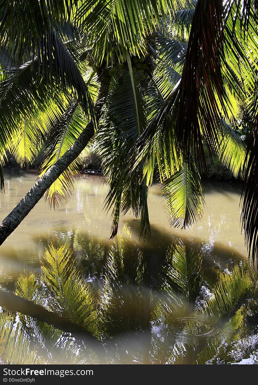 Palm tree overhanging a murky river. Palm tree overhanging a murky river