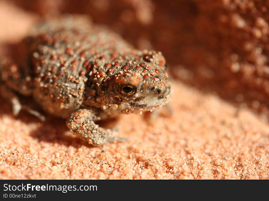 Sand toad