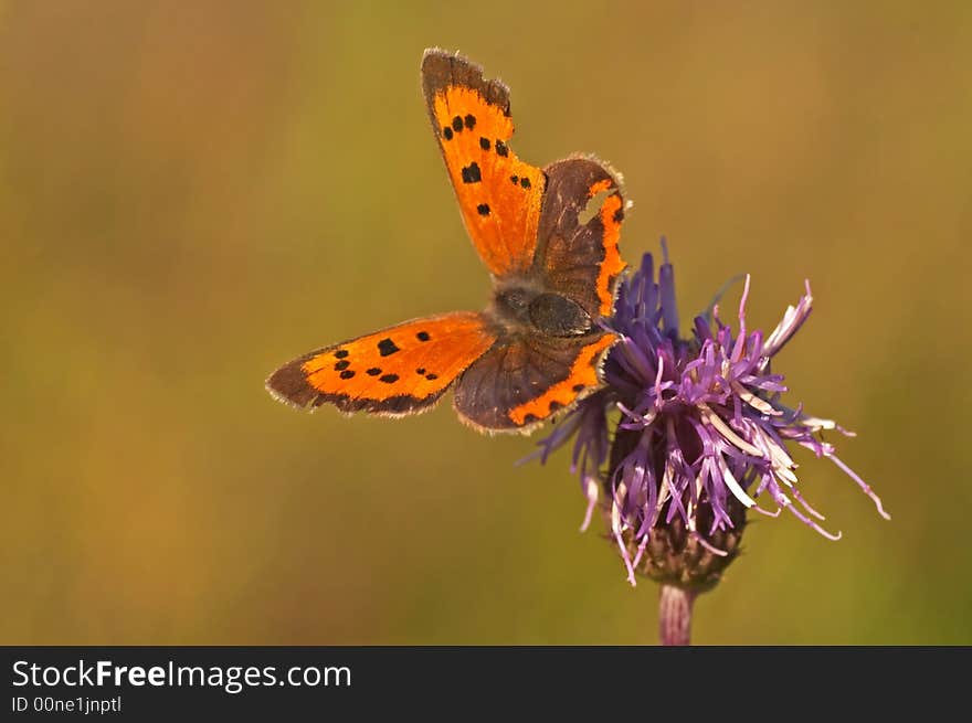 Butterfly, Lycaena on a flower (Czech)