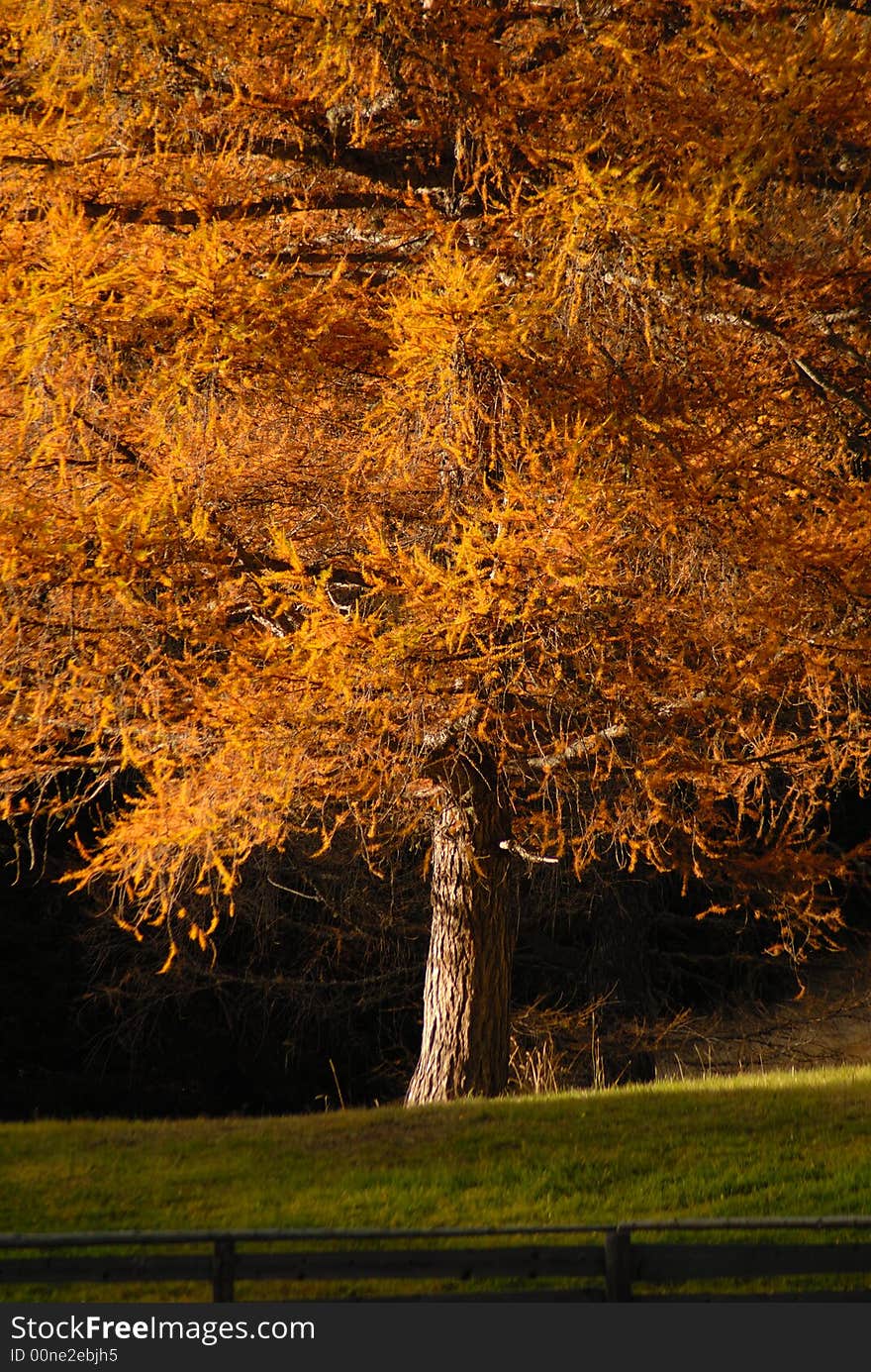 Autumn tree