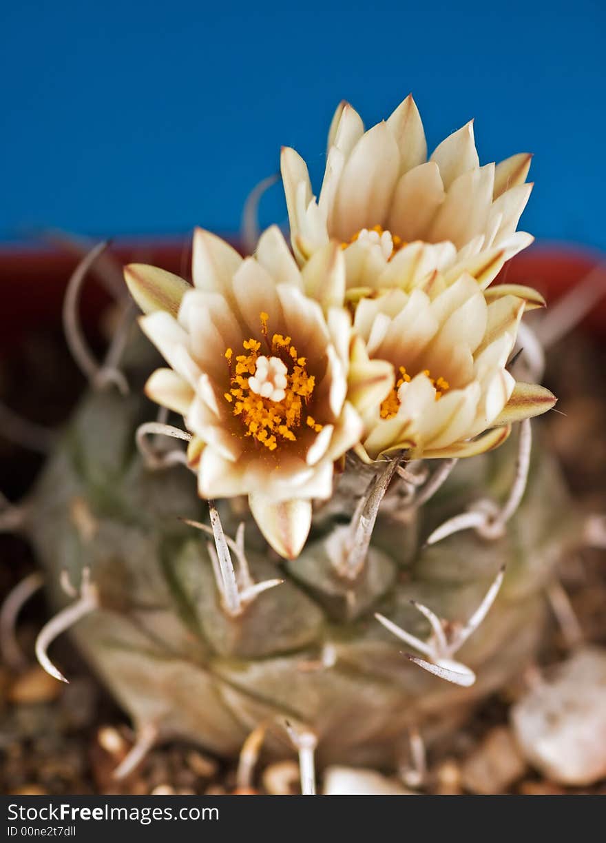 Turbinicarpus macrochele