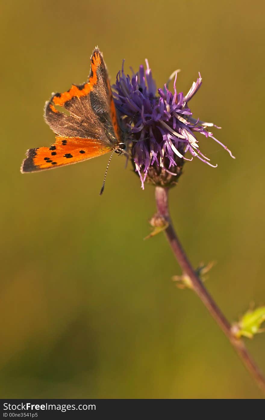 Butterfly, Lycaena