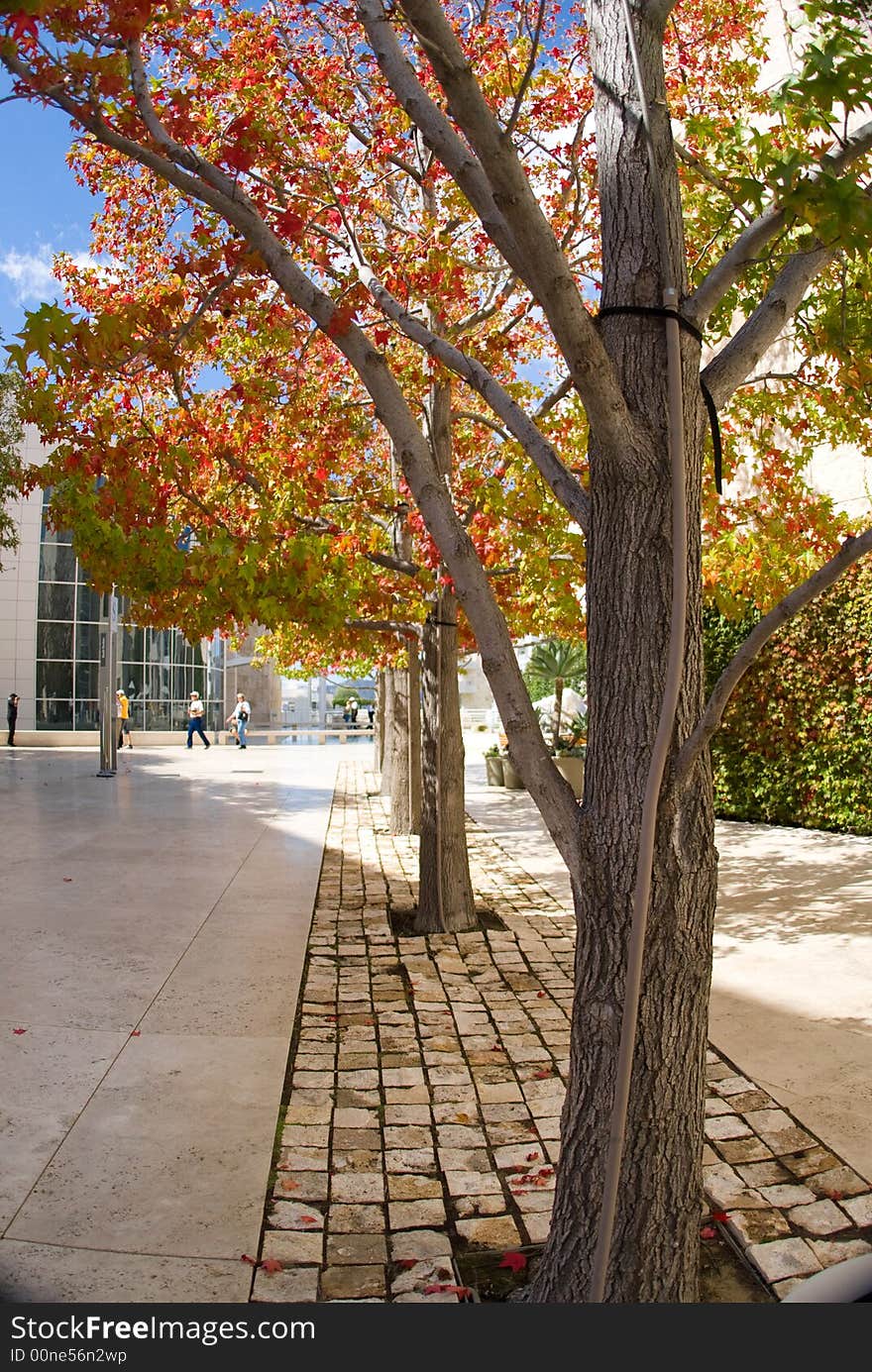 Autumn Trees