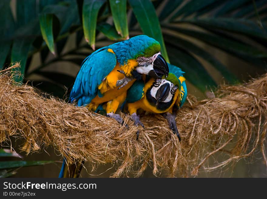 A photo of a pair of parrots fighting or playing?