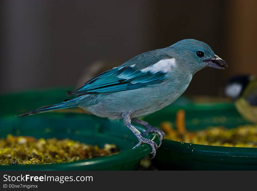 A cute small bird playing at the aviary. A cute small bird playing at the aviary