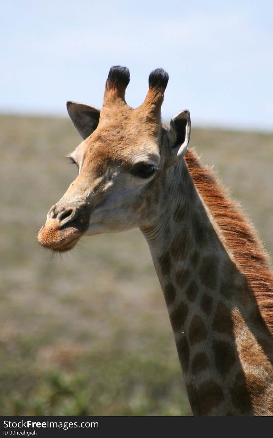 Portrait of a giraffe in the African landscape. Portrait of a giraffe in the African landscape