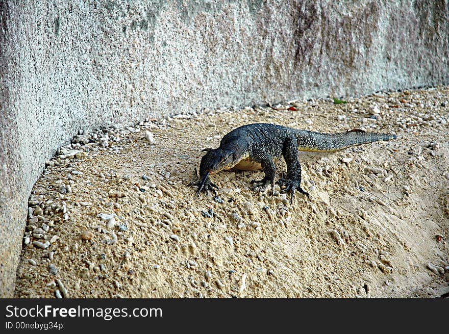 A Varan walk though a beach on the island of lang tengah, Kuala Terrenganu in Malaysia