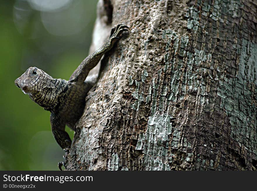 A Small Varan walk on a tree in a forest of High Montains region in Malaysia