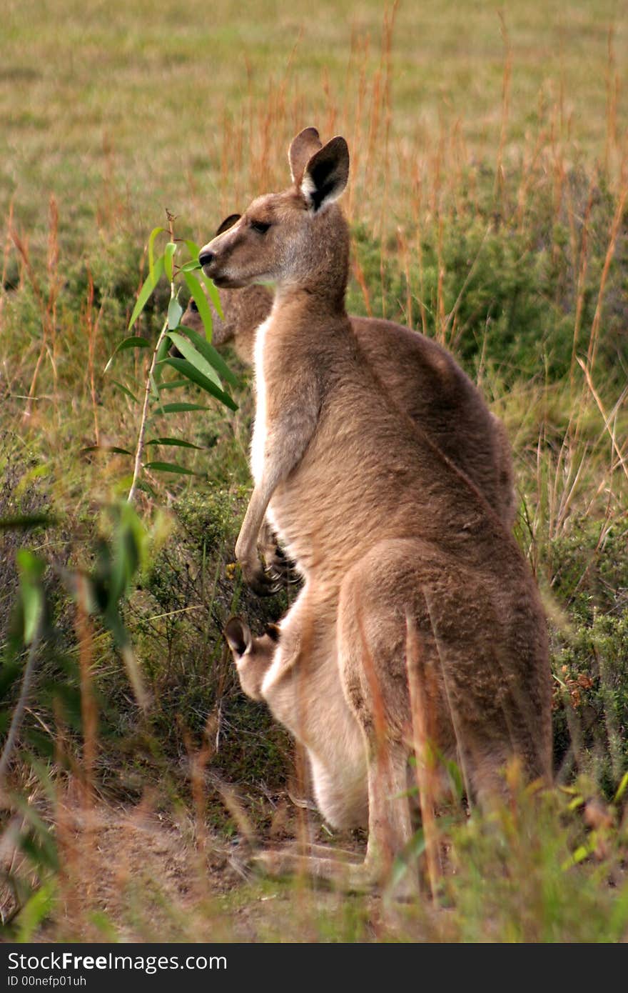 Kangaroo feeding on a field