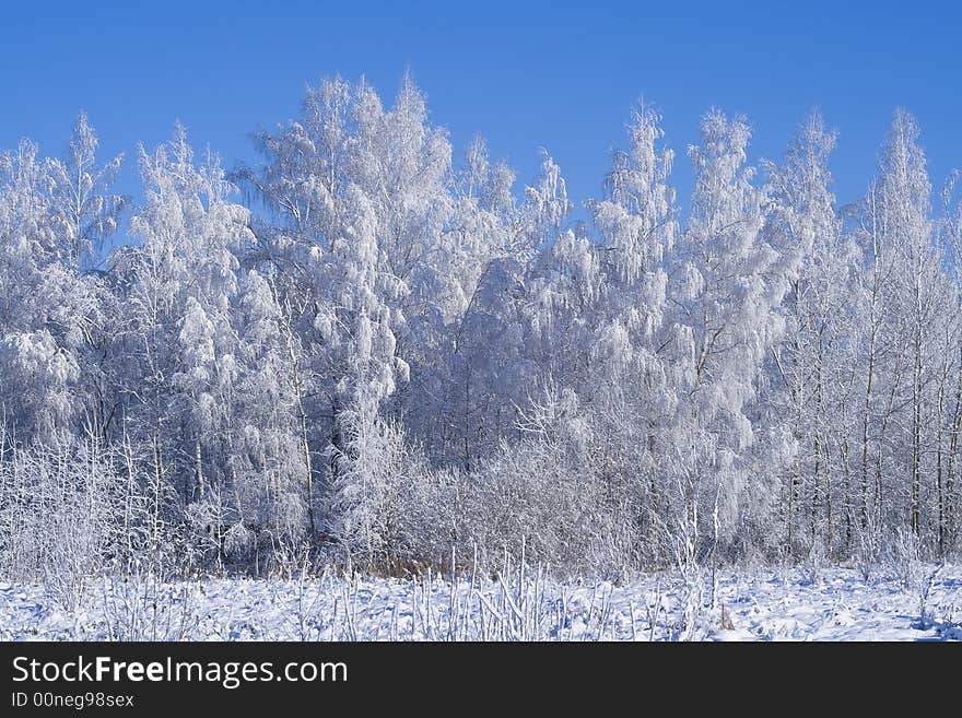 A winter forest, just after the snowfall