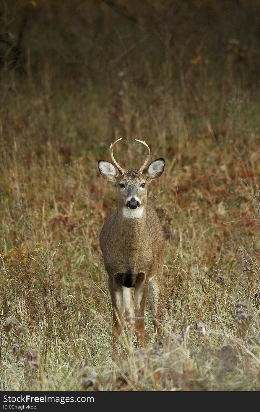 Four point buck in the meadow.