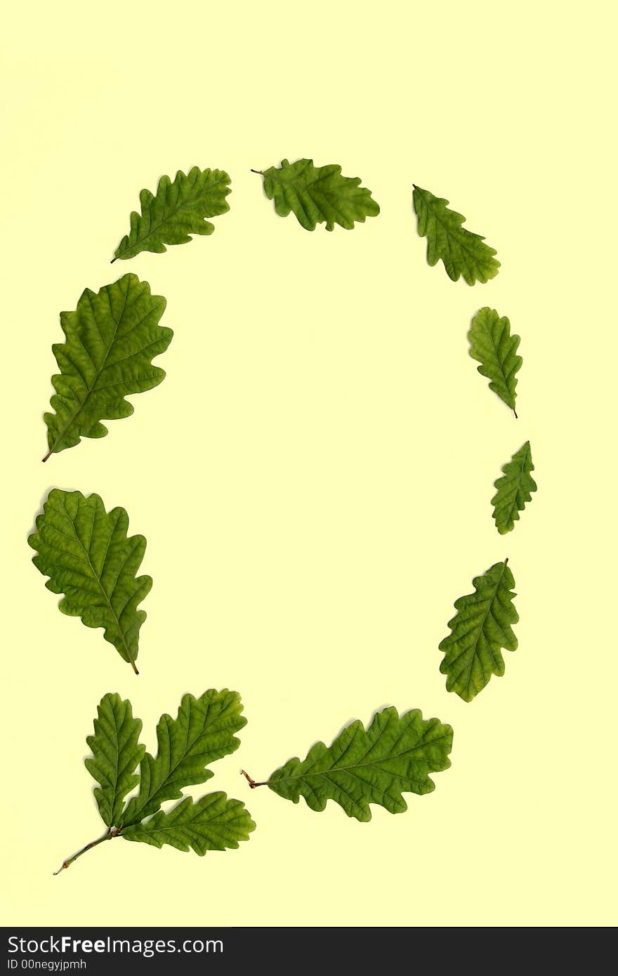 Oval arrangement of oak leaves against a pastel yellow background.