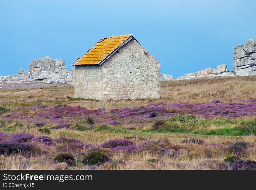 A forsaken hut in a wild meadow