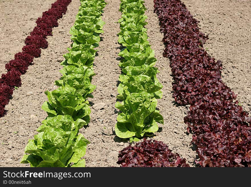 Rows of maroon colored organic lollo rossa and green romaine lettuces growing in earth. Rows of maroon colored organic lollo rossa and green romaine lettuces growing in earth.