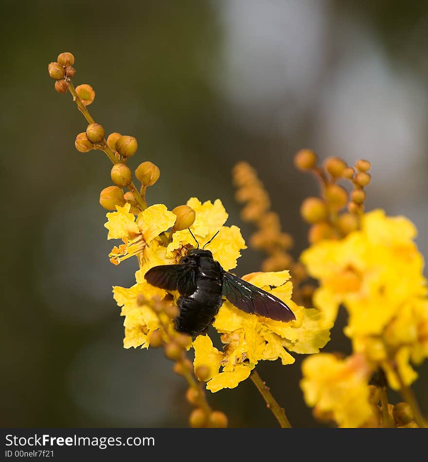 Giant Carpenter Bee