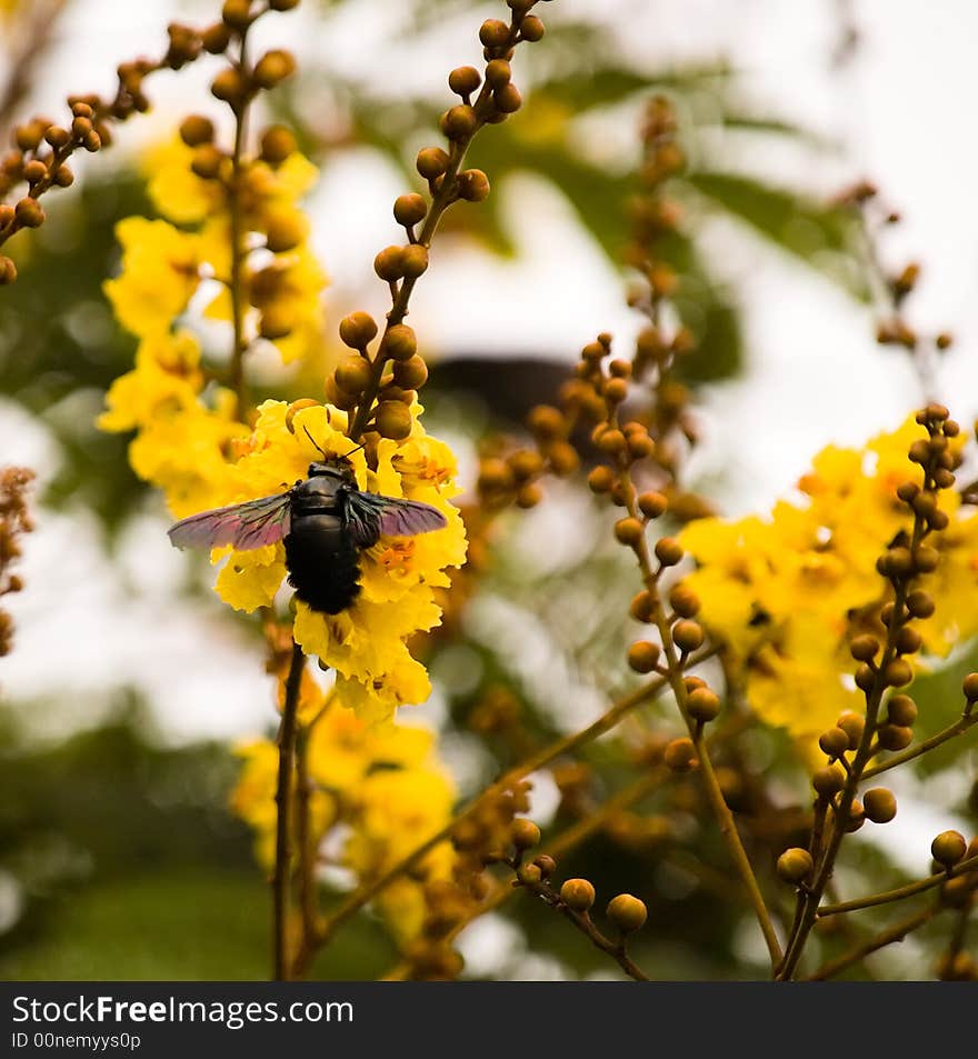 Giant carpenter bee (Xylocopa latipes) with small black wings with purple green sheen, foraing amongst the yellow flowers in a tree early in the morning. Giant carpenter bee (Xylocopa latipes) with small black wings with purple green sheen, foraing amongst the yellow flowers in a tree early in the morning