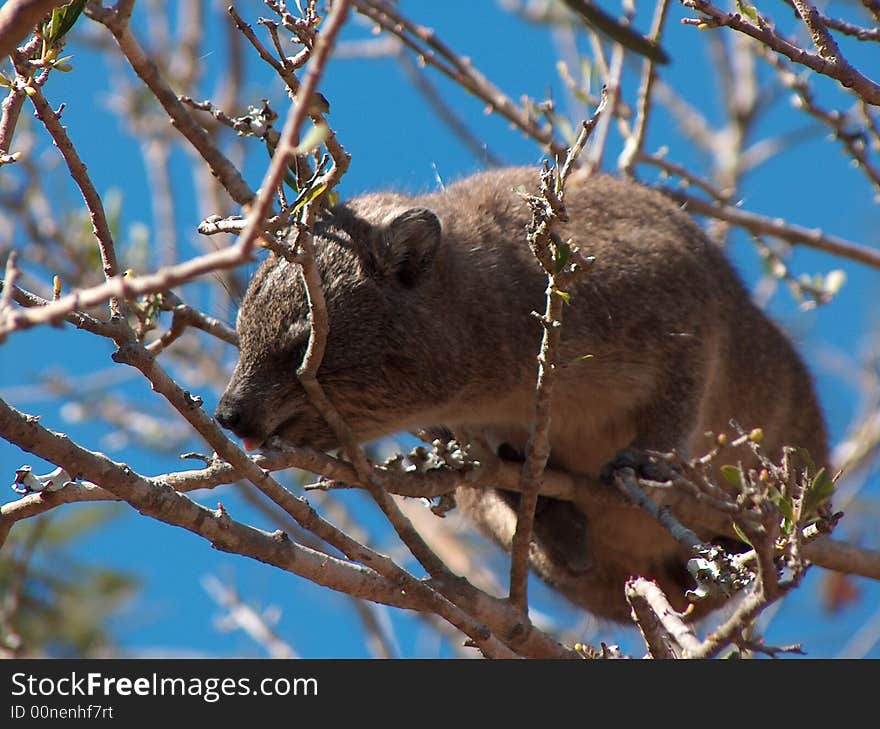 Climbing Rock Hyrax