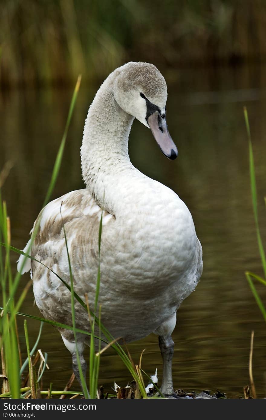 Young baby swan at the edge of lake. Young baby swan at the edge of lake